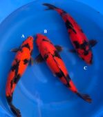 Niigata 3286<br>16"-17" Mix Variety<br> Shinoda, Sex:Unknown, 2yrs<br>$700/each