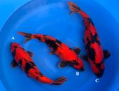 Niigata 3287<br>16"-17" Mix Variety<br> Shinoda, Sex:Unknown, 2yrs<br>$700/each