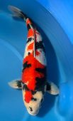 Niigata 3291<br>27"-28" Ginrin Showa<br> Marusei, Female, 4yrs<br>$5500
