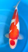 Niigata 3296<br>24" Ginrin Maruten Kohaku<br> Marusei, Female, 3yrs<br>$4700