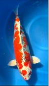 Niigata 3298<br>25"-26" Kujaku<br> Marusei, Female, 3yrs<br>$4500