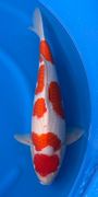 Niigata 3299<br>20"-21" Kohaku<br> Hoshikin, Female, 2yrs<br>$2800