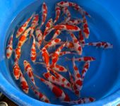 Niigata 3302<br>6"-8" Hoshikin Kohaku Tosai<br>Sample