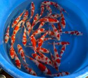 Niigata 3302<br>6"-8" Hoshikin Kohaku Tosai<br>Sample