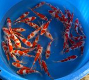 Niigata 3303<br>6"-8" Hoshikin Kohaku Tosai<br>Sample