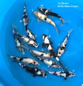 Niigata 3334<br>NND Mix Tosai<br>21cm-29cm, Male/Female <br>$250/each