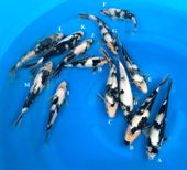 Niigata 3335<br>NND Shiro Utsuri Tosai<br>21cm-29cm, Male/Female <br>$250/each