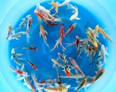 Niigata 3336<br>5"-6" Mix Longfin fingerlings <br> Sample 450pcs