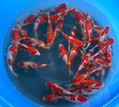 Niigata 3338<br>7"-8" Kohaku Tosai <br> Sample 400pcs