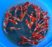 Niigata 3338<br>7"-8" Kohaku Tosai <br> Sample 400pcs