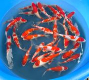 Niigata 3339<br>7"-8" Kohaku Tosai <br> Sample 400pcs