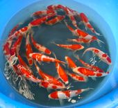 Niigata 3340<br>7"-8" Kohaku Tosai <br> Sample 400pcs