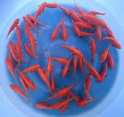 Niigata 3341<br>6"-7" Benigoi Tosai <br> Sample 50pcs