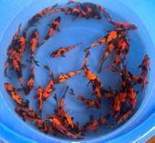 Niigata 3342<br>6"-7" Hi Utsuri Tosai <br> Sample 50pcs