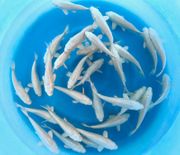 Niigata 3343<br>5"-6" Ginrin Platinum Fingerlings <br> Sample 220pcs