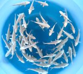 Niigata 3344<br>5"-6" Ginrin Platinum Fingerlings <br> Sample 220pcs