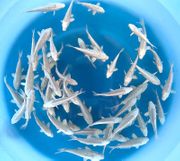 Niigata 3344<br>5"-6" Ginrin Platinum Fingerlings <br> Sample 220pcs