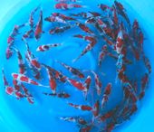 Niigata 3345<br>5"-7" Koshiji Showa Tosai <br> Sample 250pcs