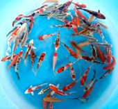 Niigata 3346<br>5"-6" Yagenji Mix Tosai <br> Sample 400pcs