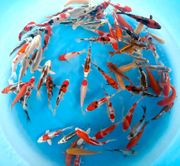 Niigata 3346<br>5"-6" Yagenji Mix Tosai <br> Sample 400pcs