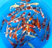 Niigata 3347<br>5"-6" Sakazume Mix Tosai <br> Sample 480pcs