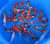 Niigata 3348<br>7"-9" NND Mix Tosai <br> Sample 120pcs