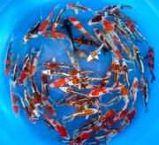 Niigata 3349<br>5"-6" Ofuchi Mix Tosai <br> Sample 350pcs