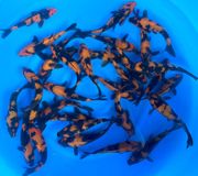 Niigata 3350<br>6"-7" Ginrin & Regular Hi Utsuri Tosai<br> Sample 50pcs