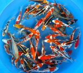 Niigata 3351<br>7"-9" Koshiji Mix Variety Tosai <br> Sample 140pcs