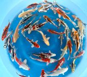 Niigata 3352<br>5"-6" Mix Variety Tosai <br> Sample 70pcs