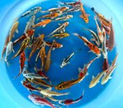 Niigata 3353<br>5"-6" Mix Variety Tosai <br> Sample 70pcs