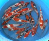 Niigata 3354<br>7"-12" Mix Variety Koi<br> Sample 21pcs