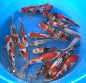 Niigata 3355<br>7"-12" Mix Variety Koi<br> Sample 21pcs