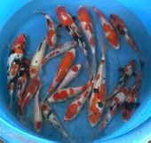 Niigata 3356<br>7"-12" Mix Variety Koi<br> Sample 21pcs