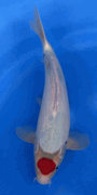 Niigata 3359<br>Sekiguchi Tancho Showa<br>31cm, Sex: Unknow<br> Jumbo Tosai Certificate $400