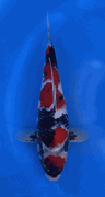 Niigata 3361<br>Sekiguchi Showa<br>30cm, Sex: Unknow<br> Jumbo Tosai Certificate $400