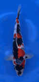 Niigata 3362<br>Sekiguchi Showa<br>33cm, Sex: Unknow<br> Jumbo Tosai Certificate $400