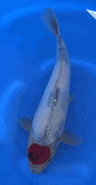 Niigata 3363<br>Sekiguchi Tancho Showa<br>30cm, Sex: Unknow<br> Jumbo Tosai Certificate $400