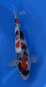 Niigata 3364<br>Sekiguchi Showa<br>35cm, Sex: Unknow<br> Jumbo Tosai Certificate $400