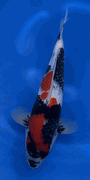 Niigata 3365<br>Sekiguchi Showa<br>34cm, Sex: Unknow<br> Jumbo Tosai Certificate $400