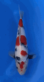 Niigata 3367<br>Sekiguchi Showa<br>30cm, Sex: Unknow<br> Jumbo Tosai Certificate $400