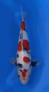 Niigata 3367<br>Sekiguchi Showa<br>30cm, Sex: Unknow<br> Jumbo Tosai Certificate $400