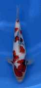 Niigata 3369<br>Sekiguchi Showa<br>31cm, Sex: Unknow<br> Jumbo Tosai Certificate $400