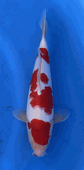 Niigata 3371<br>Hoshikin Kohaku<br>32cm, Sex: Unknow<br> Jumbo Tosai Certificate $400