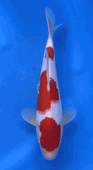 Niigata 3373<br>Hoshikin Kohaku<br>29cm, Sex: Unknow<br> Jumbo Tosai Certificate $400