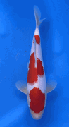 Niigata 3373<br>Hoshikin Kohaku<br>29cm, Sex: Unknow<br> Jumbo Tosai Certificate $400