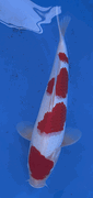 Niigata 3374<br>Hoshikin Kohaku<br>35cm, Sex: Unknow<br> Jumbo Tosai Certificate $400