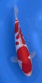 Niigata 3380<br>Hoshikin Kohaku<br>30cm, Sex: Unknow<br> Jumbo Tosai Certificate $400