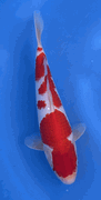 Niigata 3380<br>Hoshikin Kohaku<br>30cm, Sex: Unknow<br> Jumbo Tosai Certificate $400