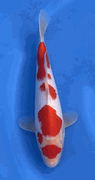 Niigata 3381<br>Hoshikin Kohaku<br>30cm, Sex: Unknow<br> Jumbo Tosai Certificate $400